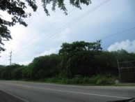 Savannah