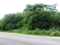 Savannah