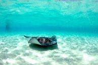 Kellys Watersports & Tours