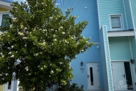 The Meadows At Batabano -developer Unit - 3 Bed With Roof Terrace Townhome