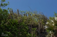 Bluff Edge Development Site | Cayman Brac