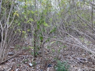 0.45 Acre Mdr Lot With Public Road Frontage - East End Development Opportunity