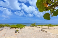 Palm Breezes
