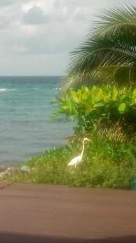 Vida Vistas