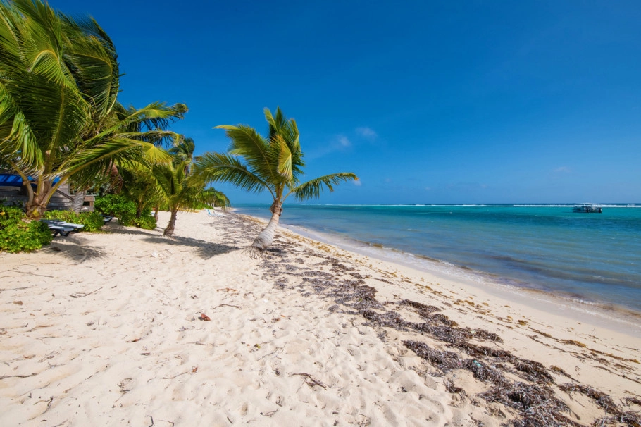 Caribbean Paradise #16