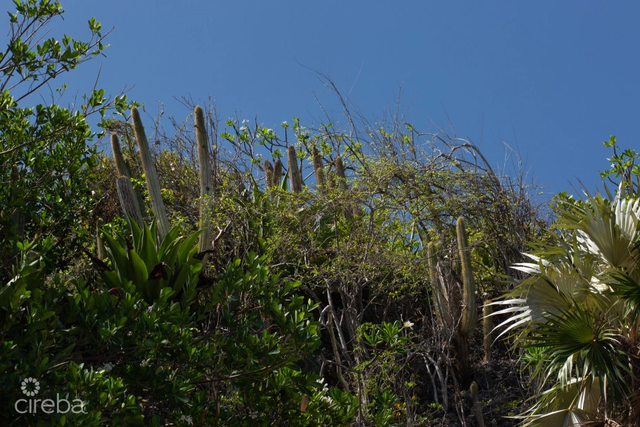 Bluff Edge Development Site | Cayman Brac