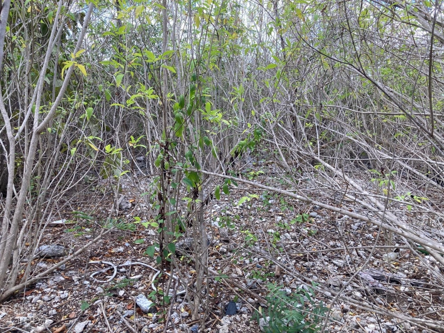 0.45 Acre Mdr Lot With Public Road Frontage - East End Development Opportunity