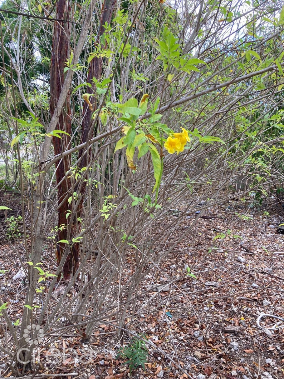 0.45 Acre Mdr Lot With Public Road Frontage - East End Development Opportunity