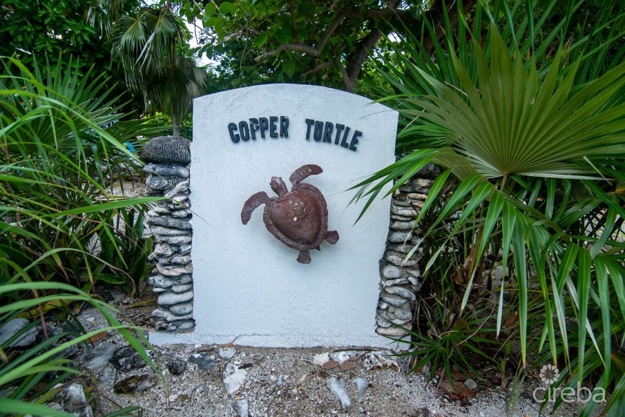 COPPER TURTLE - Image 3