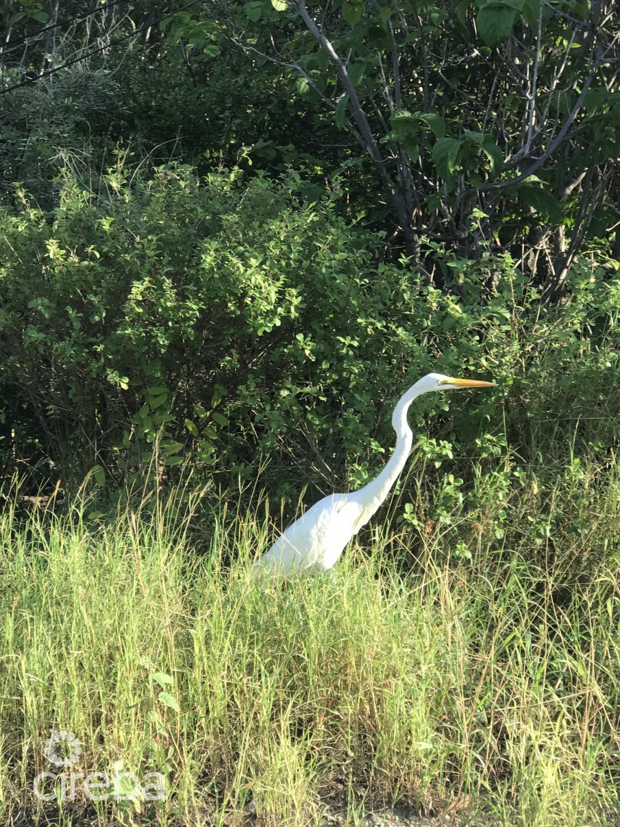 LITTLE CAYMAN INLAND PARCEL - Image 1